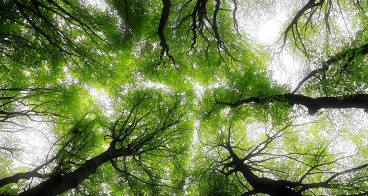 The environmental impact of plastic and sustainable alternatives